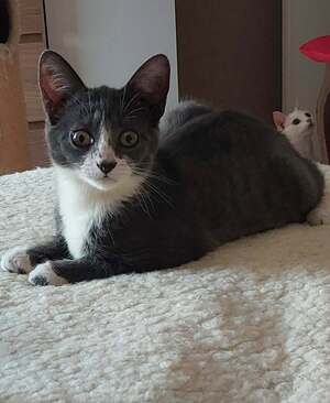 Adopter Boréale