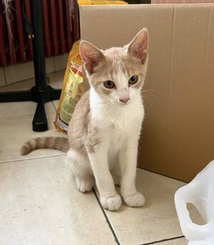 Adopter Nuggets
