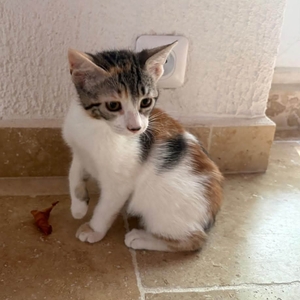 Adopter TRINITÉ