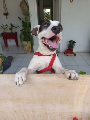 Adopter Tommy