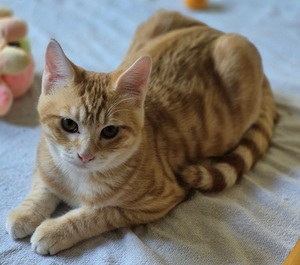 Adopter Benji