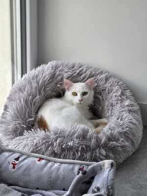 Adopter Alaska