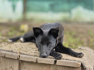 Adopter Pricha