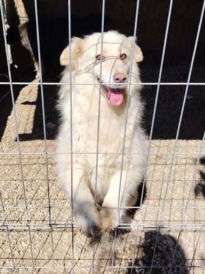 Adopter Alba
