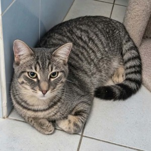 Adopter Désiré