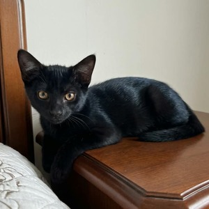 Adopter Filou