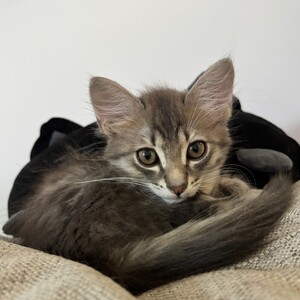 Adopter Brandy