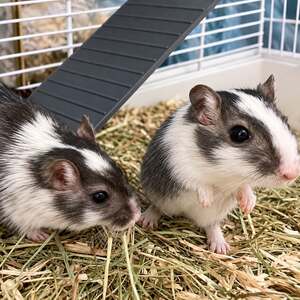 Adopter Tic & Tac 