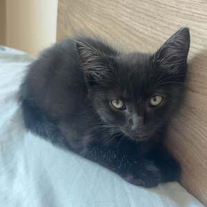 Adopter BROWNIE