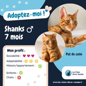 Adopter Shanks