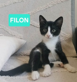 Adopter FILON 
