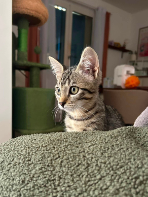 Adopter BOOBY