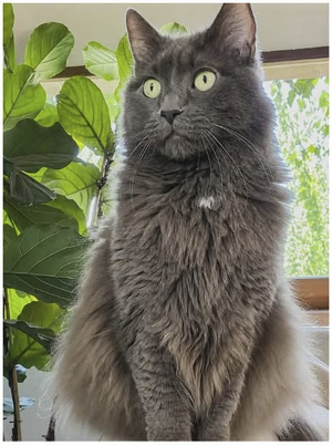 Adopter Gribouille