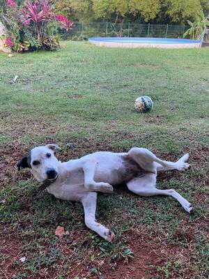 Adopter tonga