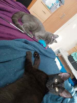 Adopter Bijou