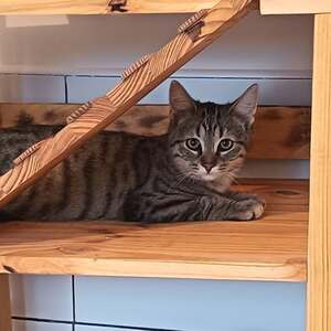 Adopter Jasper