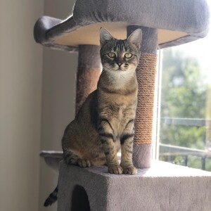 Adopter Cocotte