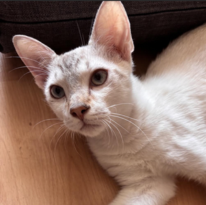 Adopter Eclair 