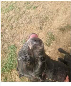 Adopter Floky