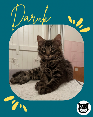 Adopter Daruk