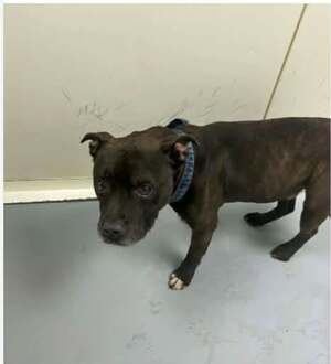 Adopter Lotus