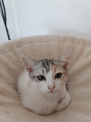 Adopter Enora 