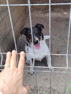 Adopter Kiwi