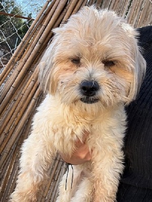 Adopter Juno