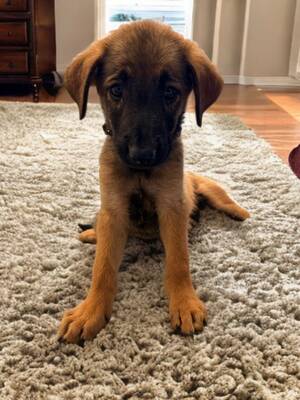 Adopter Tolga