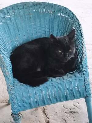 Adopter Minou
