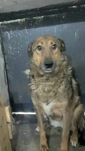 Adopter Namibia