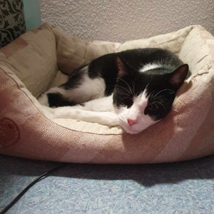 Adopter FREYJA