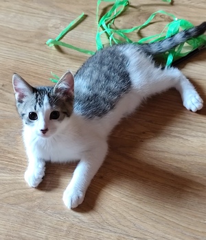Adopter Cookie