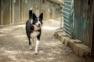 Adopter Paco