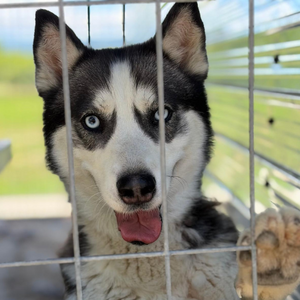 Adopter EMMA