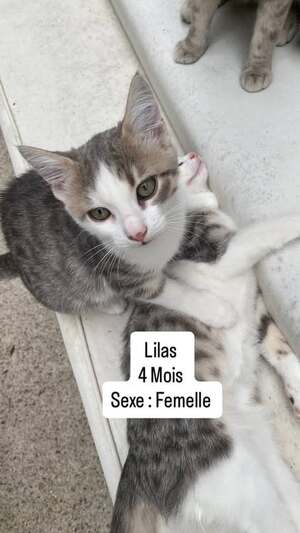 Adopter Lilas