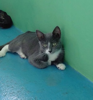 Adopter Grease