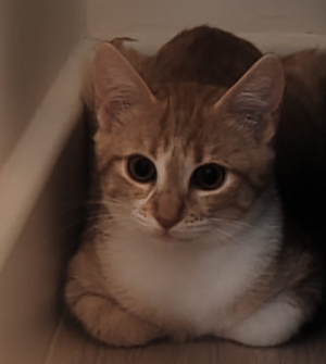 Adopter Bill