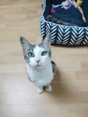 Adopter Aloé 
