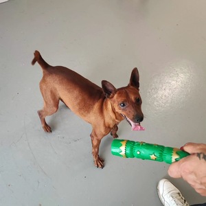 Adopter Cookie