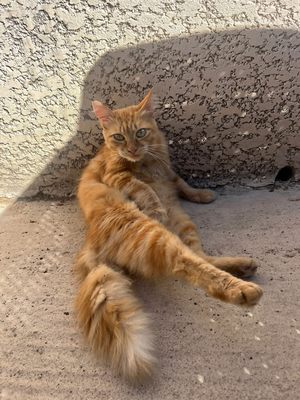 Adopter Caly