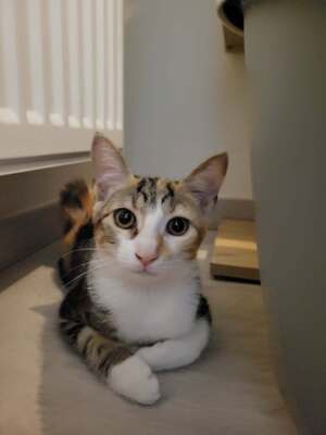 Adopter Katsura