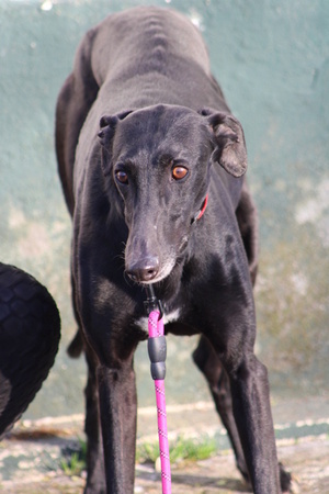Adopter BOMBON