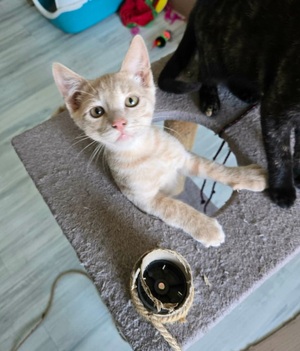 Adopter Mickey