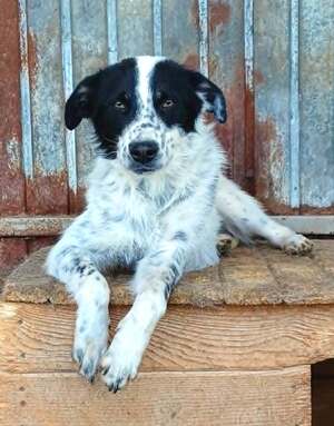 Adopter Pongo