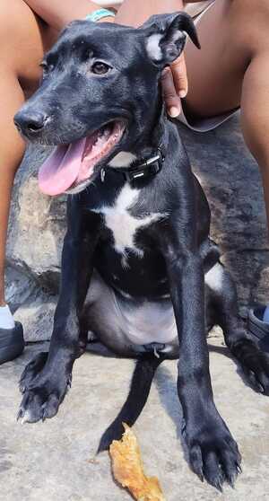 Adopter Stella