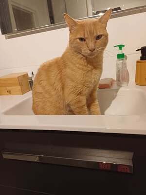 Adopter Caramel