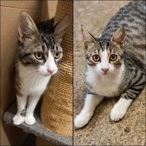 Adopter Odin & Olympe