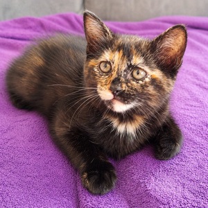 Adopter PETITE LEGENDE