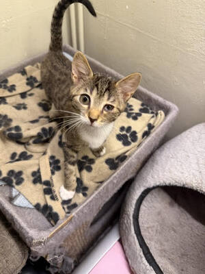 Adopter Bulle
